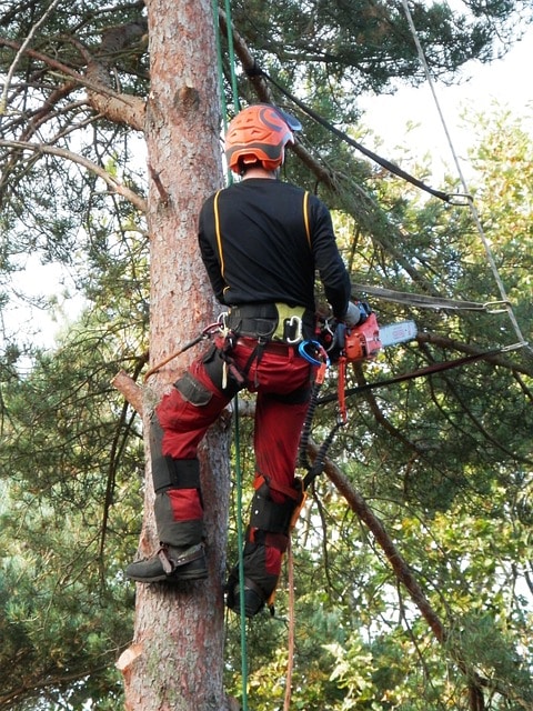 tree surgeon gc9a4d4816 640